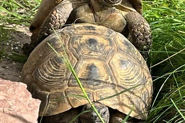 Turtles and Tortoises kaufen und verkaufen Photo: Testudo graeca ibera east Anatolian