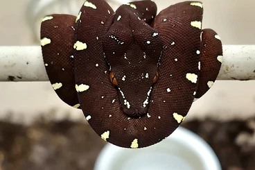 Pythons kaufen und verkaufen Photo: ### Sarmi locality Baumpythons ###