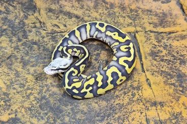 Ball Pythons kaufen und verkaufen Photo: ### Königspython Farbvariante ###