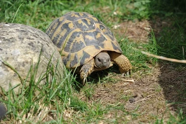 Tortoises kaufen und verkaufen Photo: Testudo h. hermanni - Sardinien - NZ 2025 / 0,2 adult / 0,2 subadult