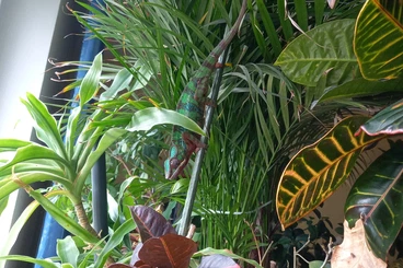 Chamäleons kaufen und verkaufen Foto: Guter Platz für Furcifer pardalis 1.0 gesucht