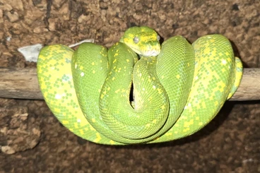 Pythons kaufen und verkaufen Photo: Morelia Viridis biak /sorong high yellow