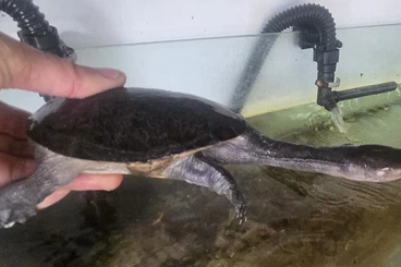 Turtles kaufen und verkaufen Photo: Chelodina longicollis young