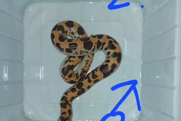 Snakes kaufen und verkaufen Photo: Eryx colubrinus loveridgei "Dodoma"