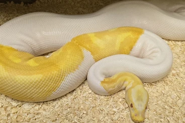 Königspythons kaufen und verkaufen Foto: Python Regius, Königapython Albino Piebald, Albinopied
