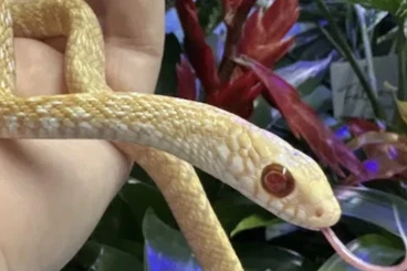 Snakes kaufen und verkaufen Photo: Suche / looking for Ptyas mucosa / albino (t+)