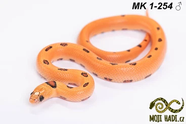 Schlangen kaufen und verkaufen Foto: Lampropeltis - Prague, Pilsen, Milano, Hamm