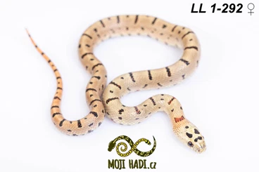 Schlangen kaufen und verkaufen Foto: Lampropeltis leonis (L. mexicana thayeri) CB 2025