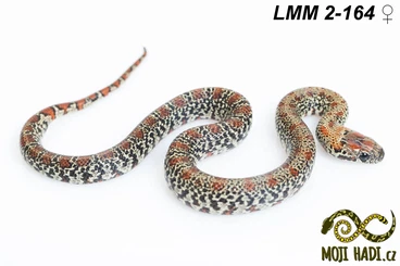Schlangen kaufen und verkaufen Foto: Lampropeltis mexicana mexicana (Granit linie) for Hamm