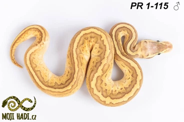 Ball Pythons kaufen und verkaufen Photo: Python regius - Königspythons - Ball python - 2024/2025