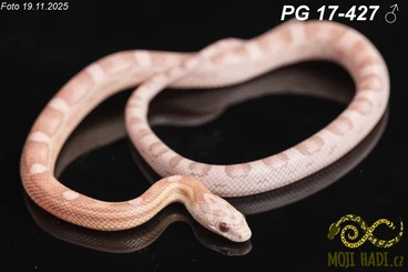 Snakes kaufen und verkaufen Photo: Corn snakes - Pantherophis guttatus - Mimosa RedFactor line