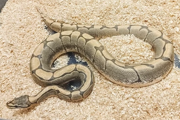 Königspythons kaufen und verkaufen Foto: Adult Python Regius for Hamm