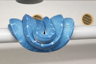 Snakes kaufen und verkaufen Photo: Suche verschiedene Schlangen