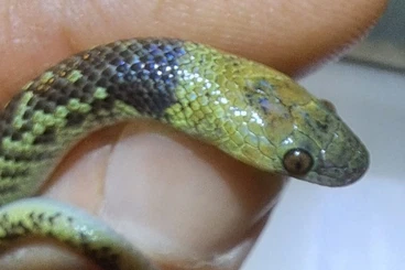 Colubrids kaufen und verkaufen Photo: 1.2 Oxyrhopus fitzingeri CB2025