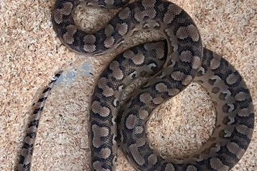 Boas kaufen und verkaufen Photo: 2.0 adult Epicrates alvarezi