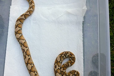 Pythons kaufen und verkaufen Photo: 4.4 Python reticulatus big animals