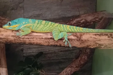 Echsen  kaufen und verkaufen Foto: Anolis equestris potior CB 2025