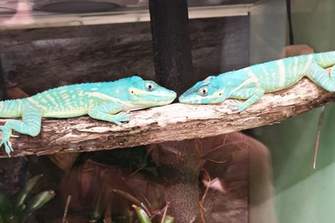 Echsen  kaufen und verkaufen Foto: Anolis equestris potior CB 2025