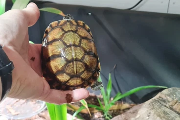 Sumpfschildkröten kaufen und verkaufen Foto: Terrapene carolina major, females for sale