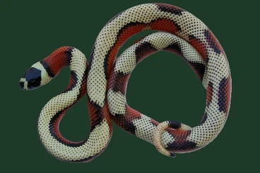 Snakes kaufen und verkaufen Photo: 2,1 Aberrant Anery L.t Stuarti NZ 25 -last minute for Hamm