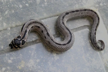 Schlangen kaufen und verkaufen Foto: Heterodon nasicus NZ 25 Hamm,Praha