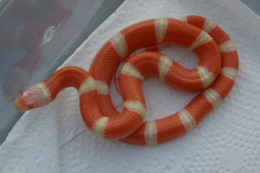 Snakes kaufen und verkaufen Photo: Lampropeltis t.nelsoni  last chance for Hamm