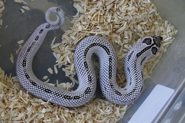 Snakes kaufen und verkaufen Photo: Last Heterodon nasicus NZ 2025  Hamm,Praha