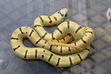 Snakes kaufen und verkaufen Photo: Hatchlings NZ 2025 Hamm,Praha