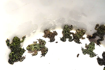 frogs kaufen und verkaufen Photo: Gebe  chinesische Rotbachunken NZ 25 ab