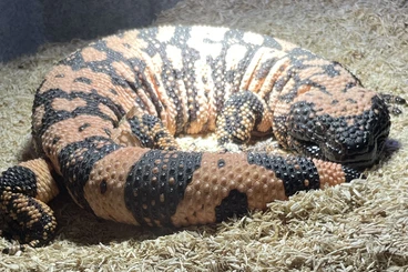 Lizards kaufen und verkaufen Photo: Heloderma Suspectum Cinctum