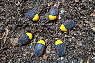 Insekten kaufen und verkaufen Foto: Pachnoda massajae Larven abzugeben