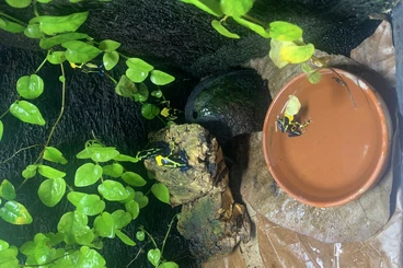 Poison dart frogs kaufen und verkaufen Photo: Dendrobates Tinctorius Regina Enz 2025