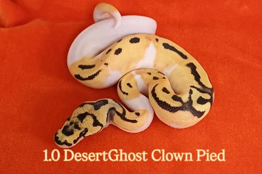 Königspythons kaufen und verkaufen Foto: Last ones, Hamm possible.