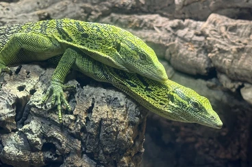 Monitor lizards kaufen und verkaufen Photo: Varanus Reisingeri Nachzucht