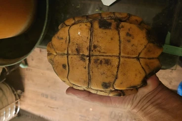 Schildkröten  kaufen und verkaufen Foto: For Hamm a 0.1 Cuora trifasciata, 0.1 Cuora mouhotii,