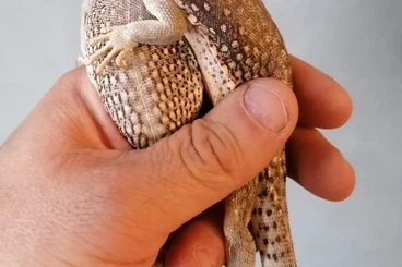 Echsen  kaufen und verkaufen Foto: Dipsosaurus Dorsalis adult pair