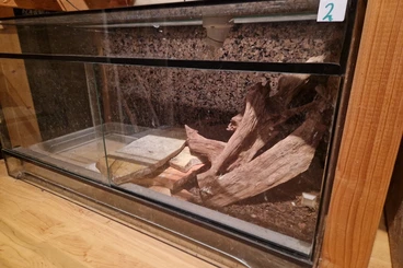 Supplies kaufen und verkaufen Photo: Glasterrarien / Terrarium