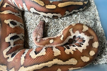 Pythons kaufen und verkaufen Photo: 0.1 Python Brongersmai 2023