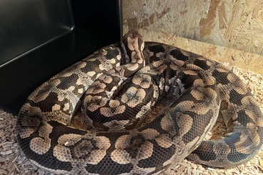 Boas kaufen und verkaufen Photo: 0.1 Acrantophis Dumerilli