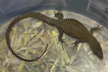 Lizards kaufen und verkaufen Photo: Prague / Houten / Hamm 2026