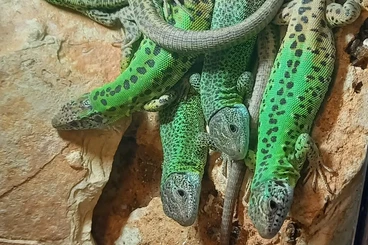 Echsen  kaufen und verkaufen Foto: Lacerta schreiberi males only