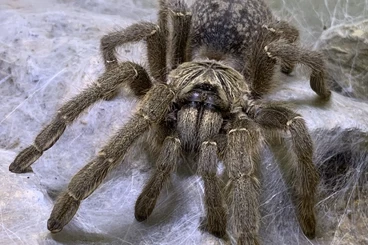 Vogelspinnen kaufen und verkaufen Foto: Letzte Chance  - Angebot für HAMM (13.12.)