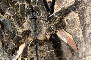 - bird spiders kaufen und verkaufen Photo: Ornithoctoninae Phan cay RED - Sonderpreis für HAMM (14.03.)