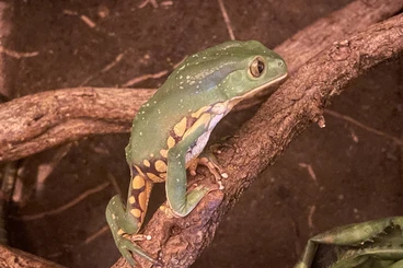 Frösche  kaufen und verkaufen Foto: Biete Phyllomedusa burmeisteri