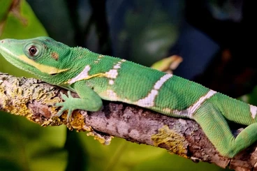 Echsen  kaufen und verkaufen Foto: for sale 0.1 anolis potior