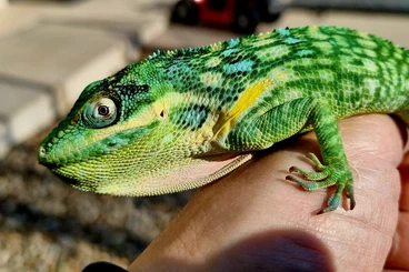 Echsen  kaufen und verkaufen Foto: for sale 1.0 anolis potior
