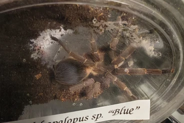 Vogelspinnen kaufen und verkaufen Foto: Animals for pick up at hamm 13/12