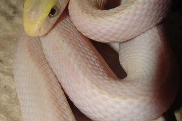 Snakes kaufen und verkaufen Photo: Für Hamm 14-3   Elaphe carinata leuzistisch/Ivory ,