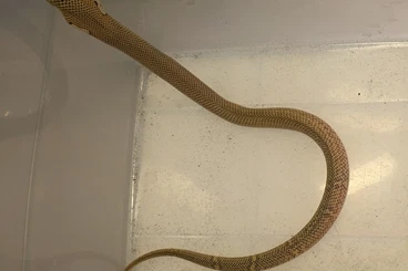 Venomous snakes kaufen und verkaufen Photo: 1.0 Naja sumatrana CB 2025