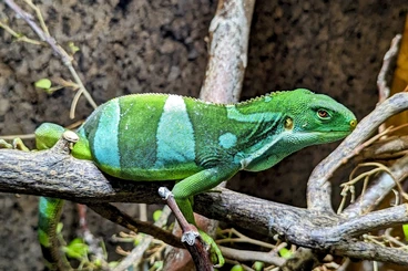 Lizards kaufen und verkaufen Photo: 1,0 Brachylophus fasciatus